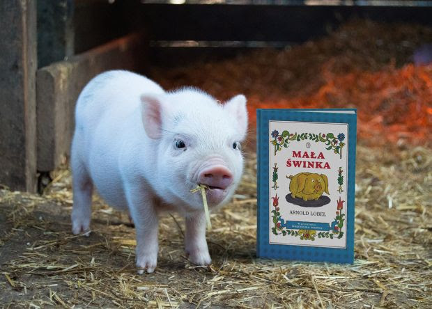 Mała świnka – Kolejna książeczka Arnolda Lobela